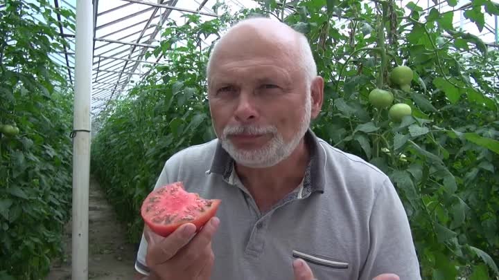 Мануза F1 - ранний крупноплодый гибрид индетерминантного томата