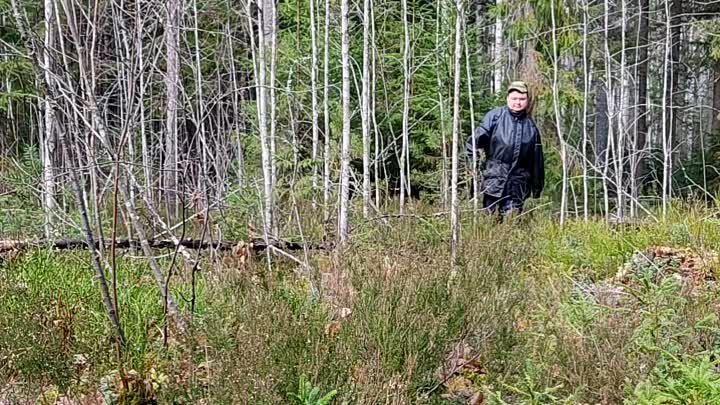 Осенняя посадка Сосны Кедровой на Вологодчине🌲 23.10.2021.