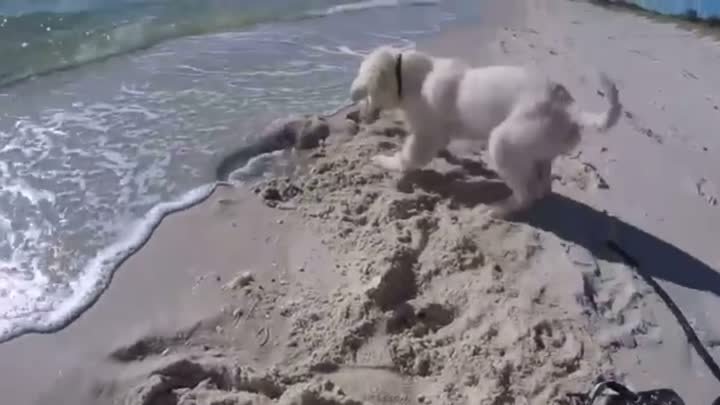 Милый щенок злится на океан за то, что он залил свою нору водой