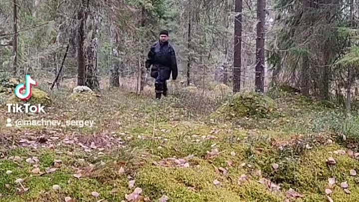 Посадка сеянцев Сибирского Кедра🌲