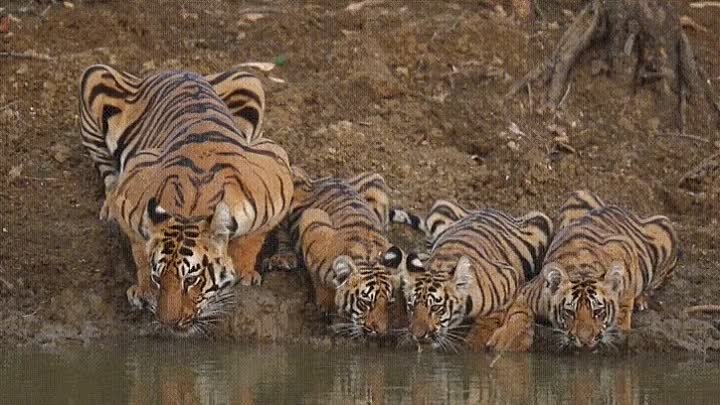 Тигры на водопое