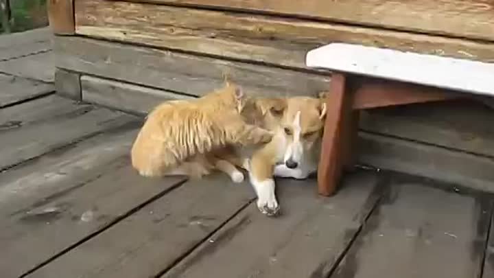 Кошка делает собаке массаж