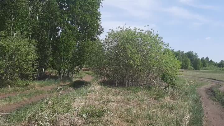 Юргамышский лес.