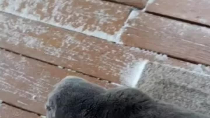 _Первая прогулка кота по снегу