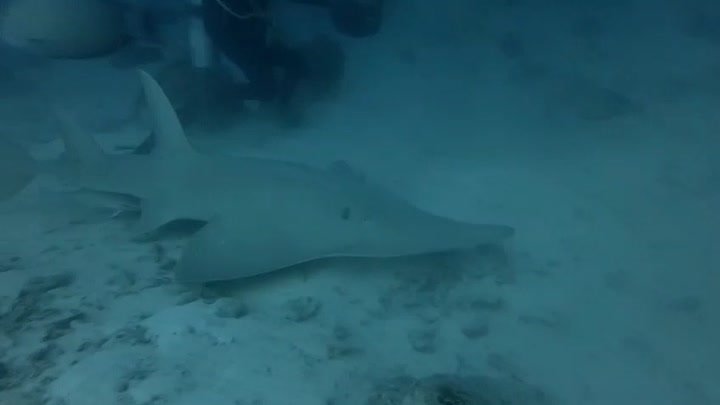 Sharks of Maldives 