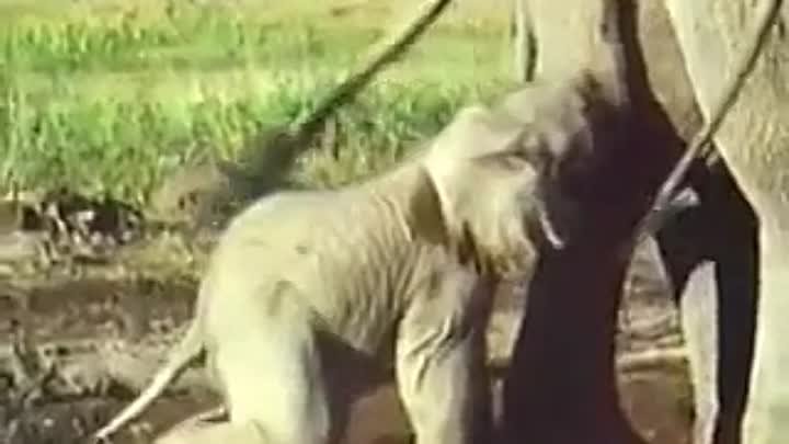 Самопожертвование слона ради слоненка