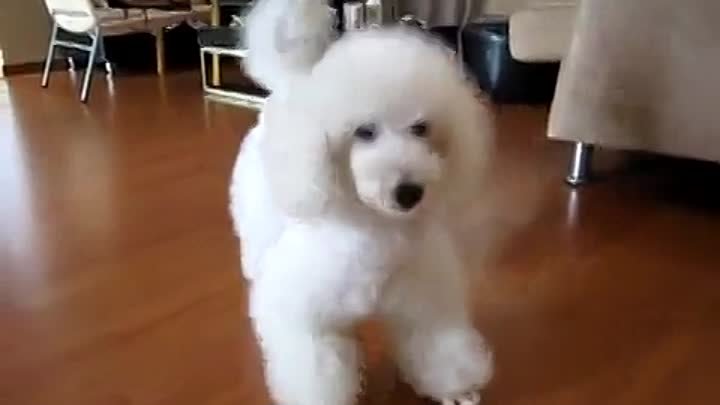 Biscuit the Poodle showing off his tricks