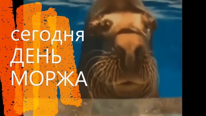 ДЕНЬ МОРЖА