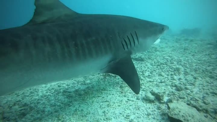 Взгляд тигровых акул завораживает и вводит в некоторое подобие транса!