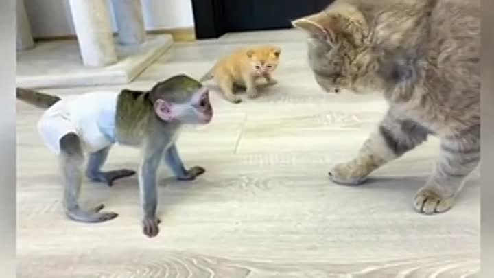 Детеныш обезьянки защищает своего друга