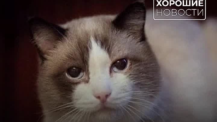 Сиамскому коту Дашуну 24 года