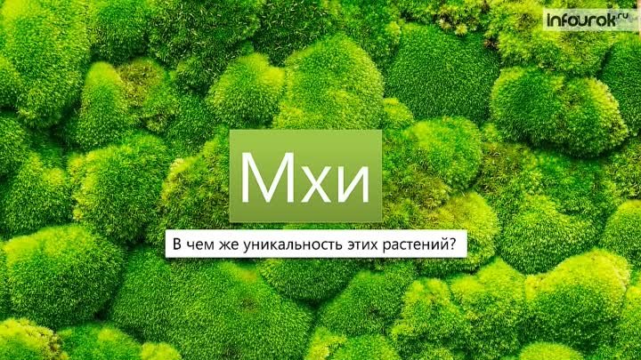 Мхи