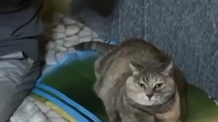 Видео QR-кот