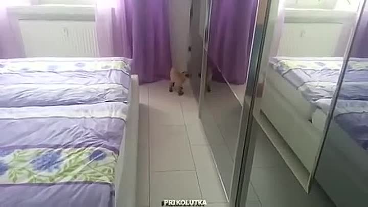 Сиамская кошка и отражение в зеркале