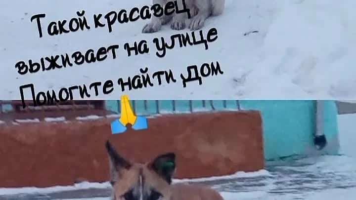 Да свершиться новогоднее чудо