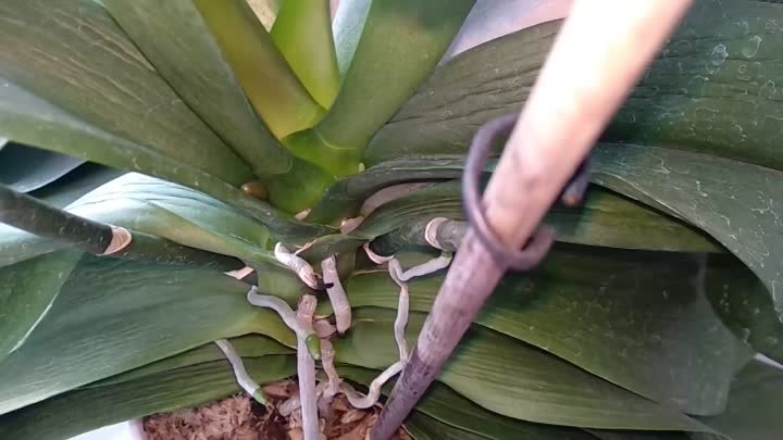 Когда и как кормить ОРХИДЕЮ чтобы цвела орхидея дольше и пышнее