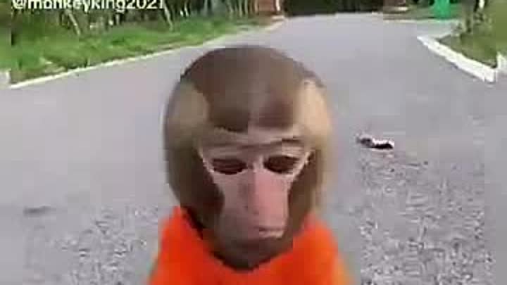 Милое видео с обезьянкой