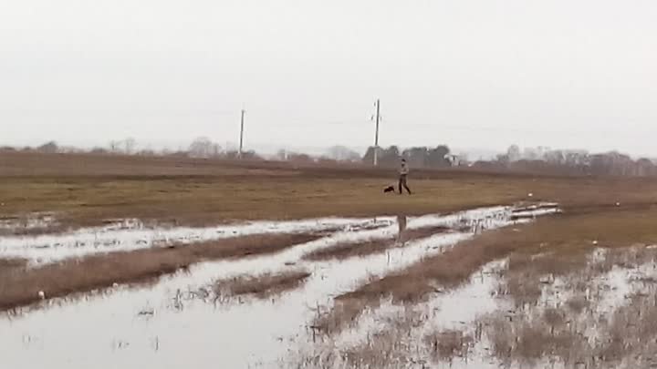 Жаль ягдтерьер не умеет летать! Дракон и белолобый гусь.