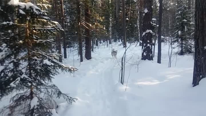 Моя Тайга в восемь месяцев.