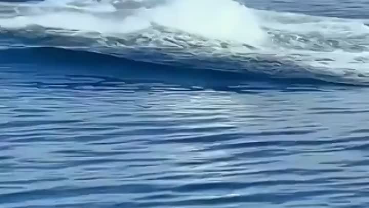 Синхронный взлом синих китов! Как же это здорово 😍🐋