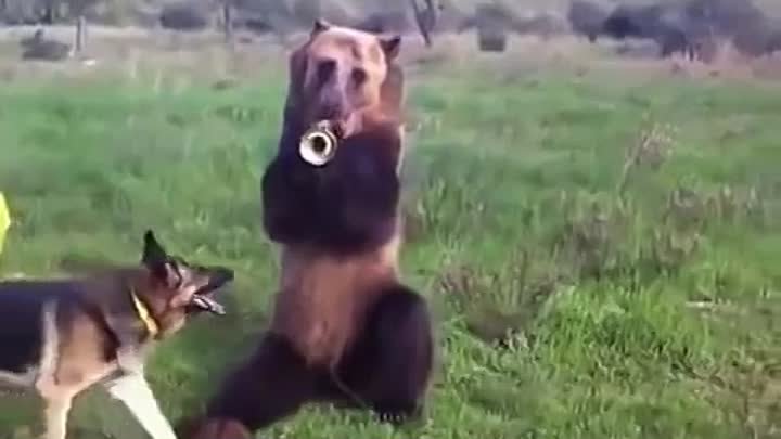 Такого медведя я вижу в первый раз