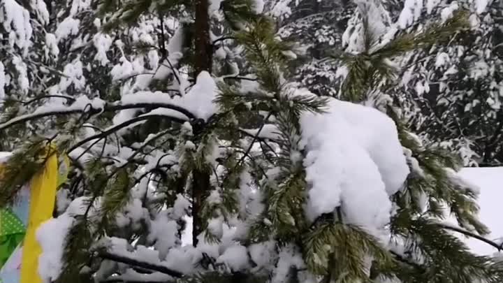 Как в сказке. На фоне заснеженного леса настоящее лето! 