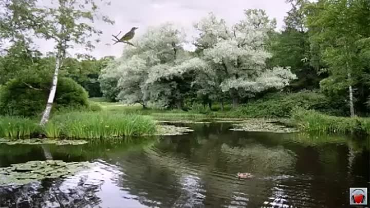 Кукушка куковала мало мало. Озеро Кукушка. Кукушка пруд Поляны. Сколько бы Кукушка ты не куковала. Кукушка Сальск речка.