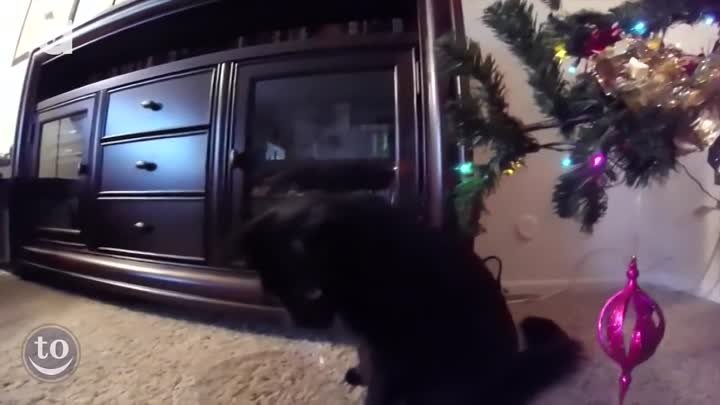 Кошки vs новогодние елки