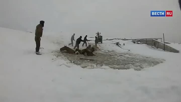 "Дура, выход там!": захватывающее дух спасание лошадей из ледяной ловушки сняли на видео -

