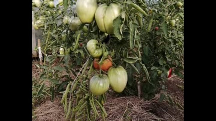Самые урожайные томаты 2021.