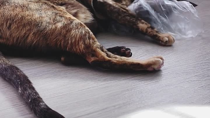 Несси нюхнула пакет из под манго #кошка #ориентальнаякошка