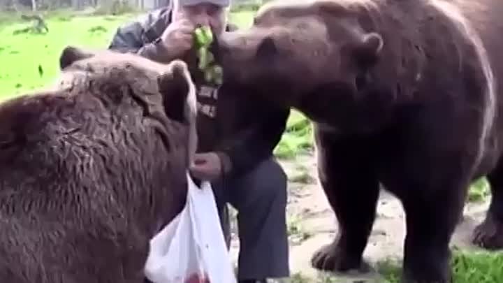 "Дружба - это не работа!"😺🐻🐕(Веселые животные)