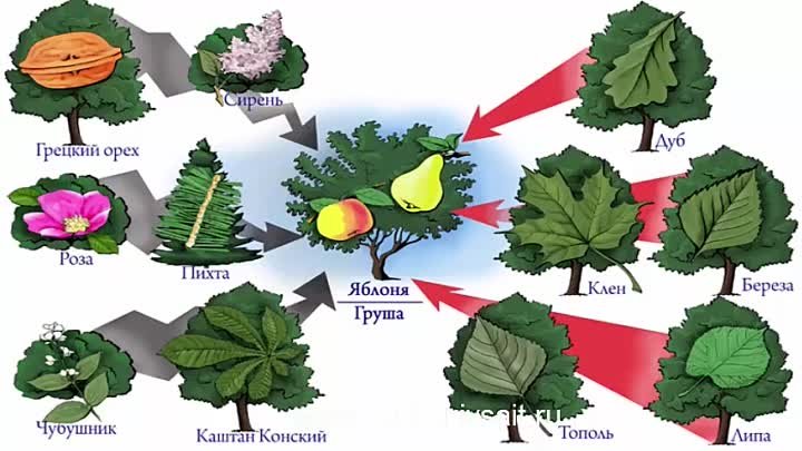 Деревья совместимость с другими. Соседство деревьев и кустарников. Соседство деревьев в саду. Соседство плодовых деревьев. Соседство плодовых деревьев и кустов.