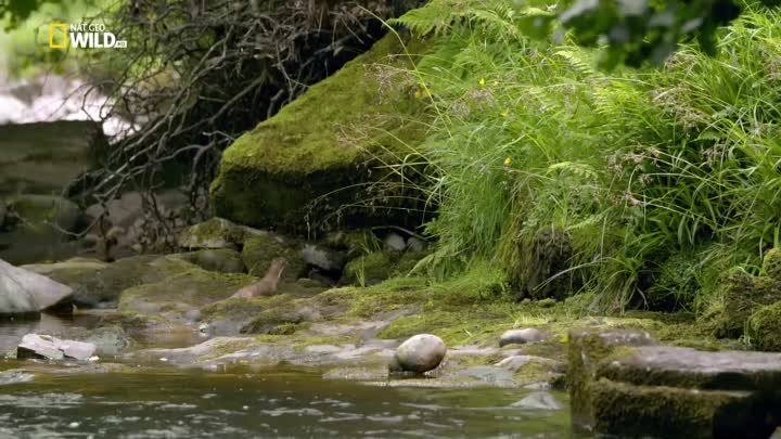 Дикая природа Великобритании: Водоемы ( 2018 год. документальный, фл ...