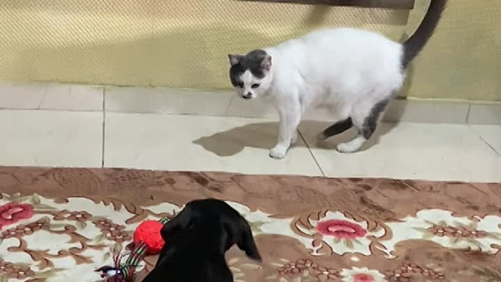 Pup Rolls Over After Smack From Kitty -- ViralHog