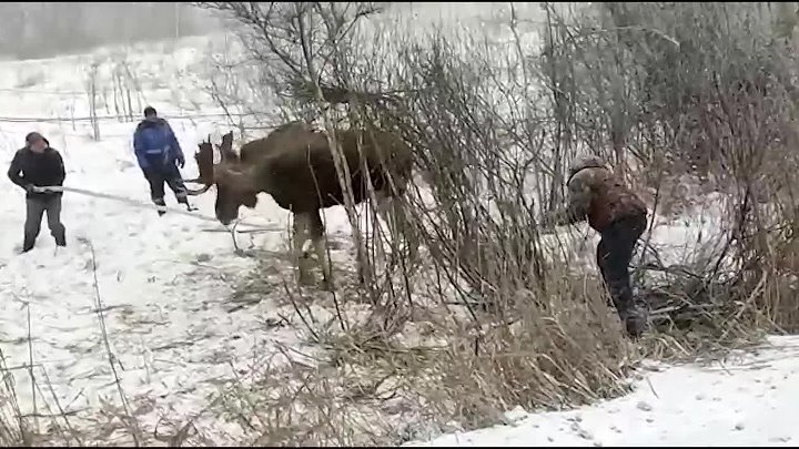 Спас лося. Браконьеры Омской области Крутинского района. Мальчики спасли лосенка ОТС верх-Коен.