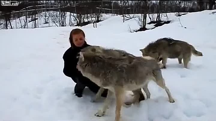 и Волки помнят добро!