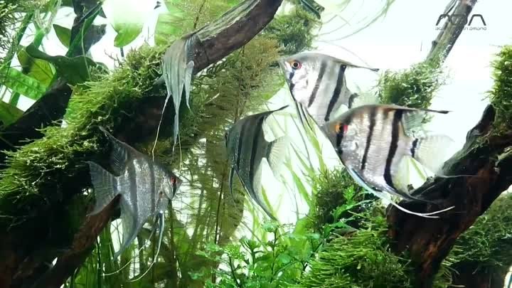 [ADAview] Green Fan 緑の扇 -W180cm Aquarium Layout-【EN_JP_CH Sub.】