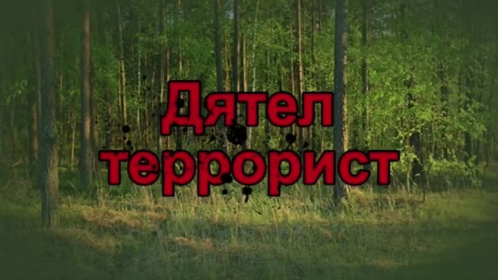 Дятел террорист