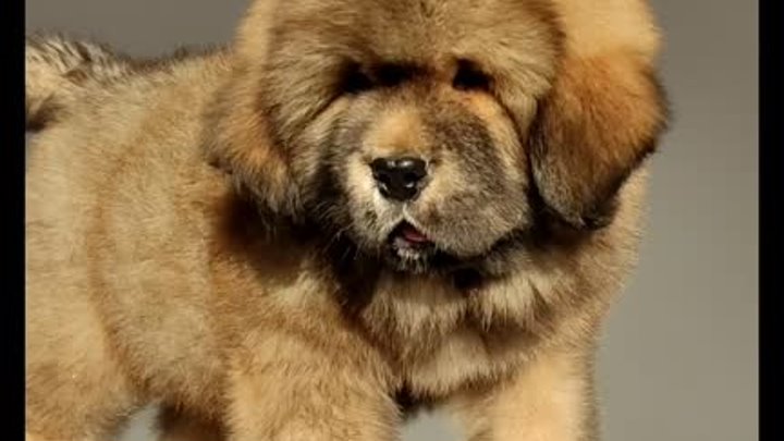 Tibetan mastiff puppy boy Aymako kennel