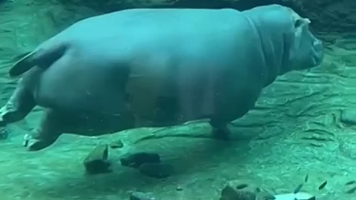 Плавание бегемота