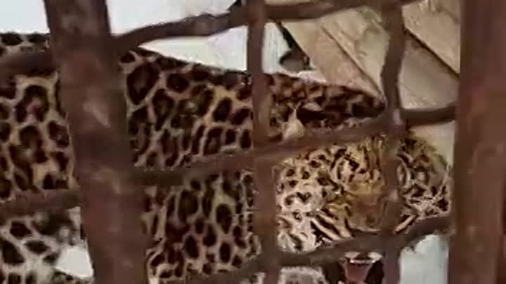 Самка леопарда Мира в Абзаково