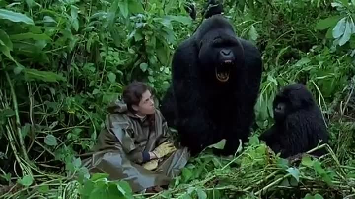 Gorillák a ködben  1988