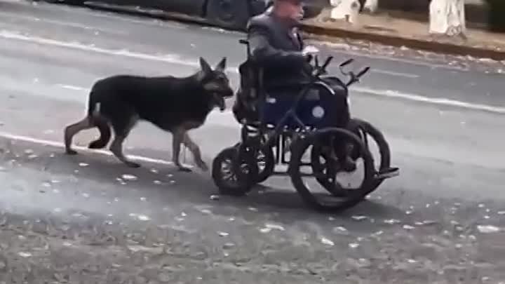Пёс каждый день помогает👍дедушке инвалиду доехать до дома