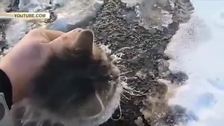 Вмерзшего в лед кота спасла семья из Златоуста