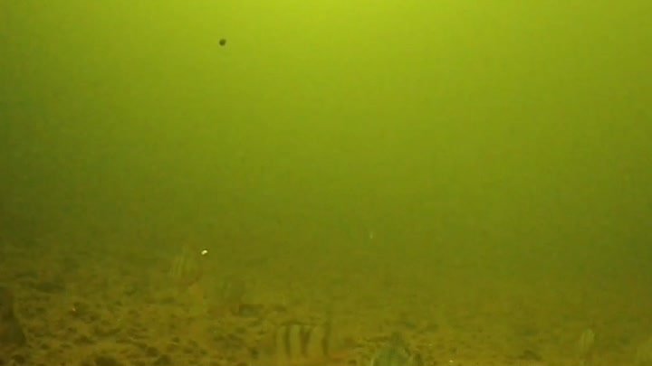 Подводная съёмка 