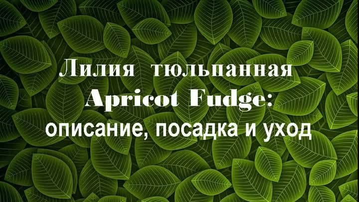 Дзе Лилия  тюльпановидная  Apricot Fudge описание, посадка и уход