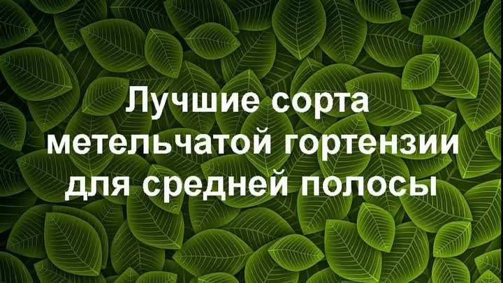 Дзе Метельчатая гортензия растущая в средней полосе Самые эффектные  ...