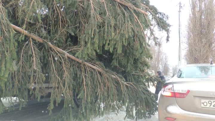 В Стародуб приехала ёлочка.