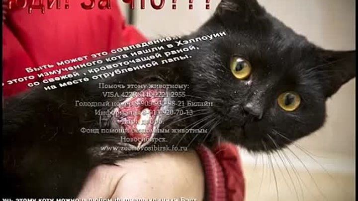 Кот Джек с отрубленной лапой. Новосибирск. Приют Дари добро